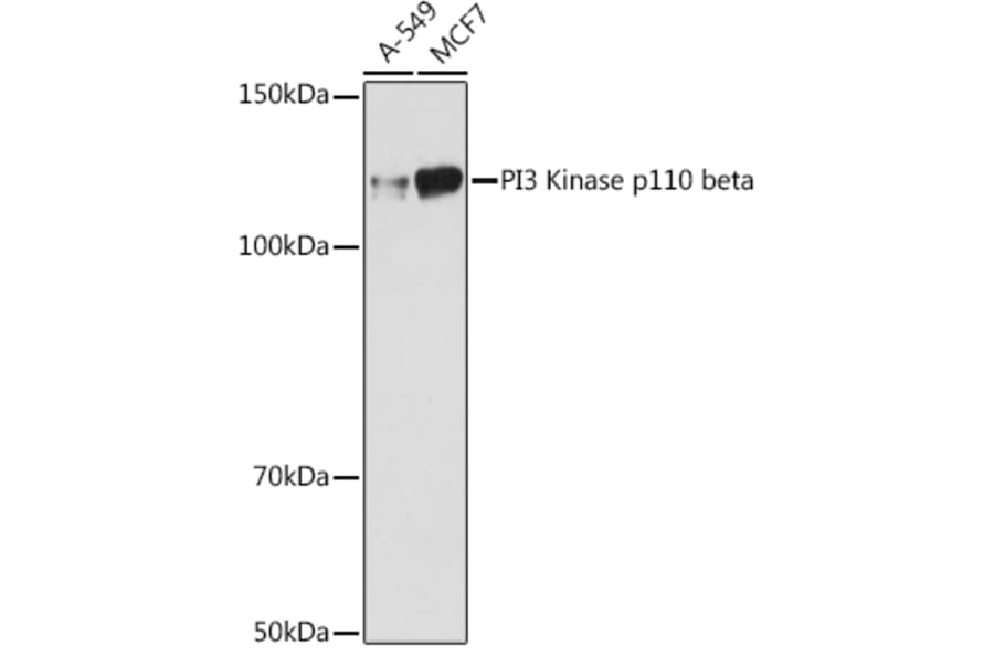 Western Blot - Anti-PI3 Kinase p110 beta Antibody [ARC0703] (A309440) - Antibodies.com