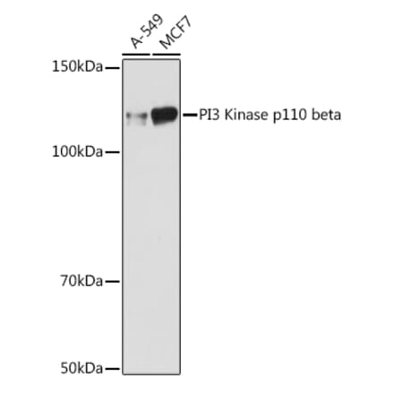 Western Blot - Anti-PI3 Kinase p110 beta Antibody [ARC0703] (A309440) - Antibodies.com