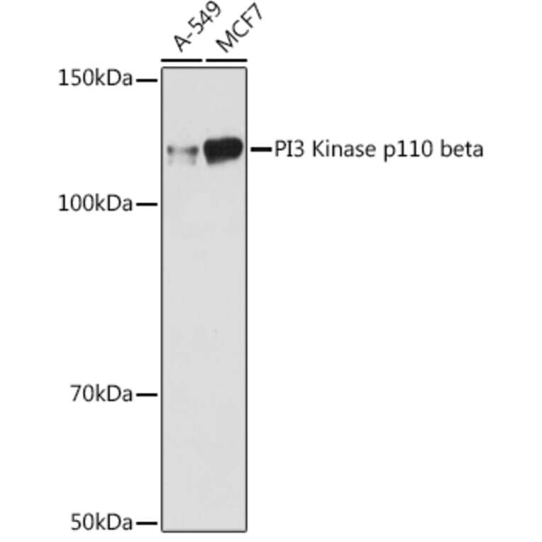 Western Blot - Anti-PI3 Kinase p110 beta Antibody [ARC0703] (A309440) - Antibodies.com