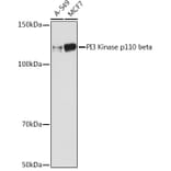 Western Blot - Anti-PI3 Kinase p110 beta Antibody [ARC0703] (A309440) - Antibodies.com