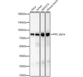 Western Blot - Anti-PKC alpha Antibody [ARC58853] (A309442) - Antibodies.com