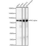 Western Blot - Anti-PKC alpha Antibody [ARC58853] (A309442) - Antibodies.com
