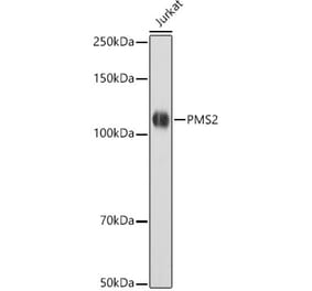 Western Blot - Anti-PMS2 Antibody [ARC2479] (A309444) - Antibodies.com