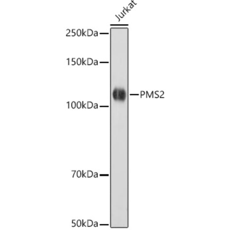 Western Blot - Anti-PMS2 Antibody [ARC2479] (A309444) - Antibodies.com