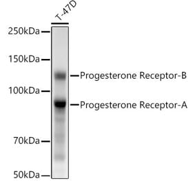 Western Blot - Anti-Progesterone Receptor Antibody [ARC5121-01] (A309446) - Antibodies.com