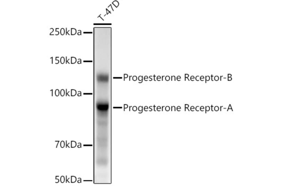 Western Blot - Anti-Progesterone Receptor Antibody [ARC5121-01] (A309446) - Antibodies.com