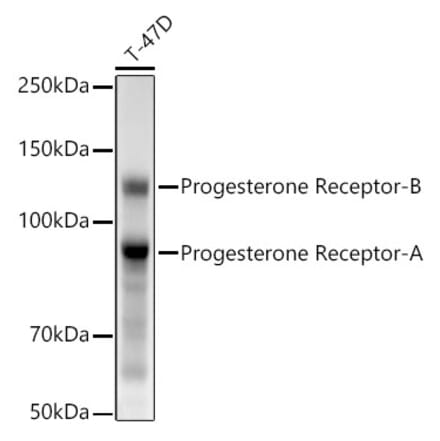 Western Blot - Anti-Progesterone Receptor Antibody [ARC5121-01] (A309446) - Antibodies.com