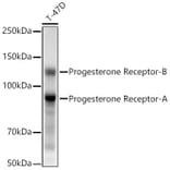 Western Blot - Anti-Progesterone Receptor Antibody [ARC5121-01] (A309446) - Antibodies.com