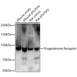 Western Blot - Anti-Progesterone Receptor Antibody [ARC5121-01] (A309446) - Antibodies.com