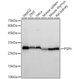 Western Blot - Anti-PSPH Antibody [ARC59122] (A309450) - Antibodies.com
