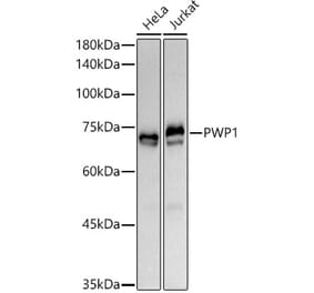 Western Blot - Anti-PWP1 Antibody (A309452) - Antibodies.com