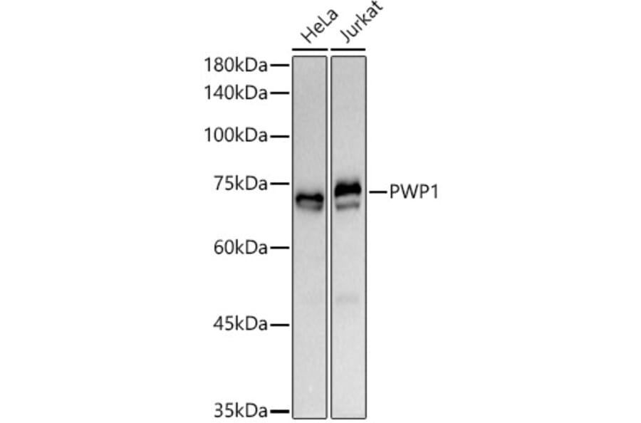 Western Blot - Anti-PWP1 Antibody [ARC3017] (A309452) - Antibodies.com
