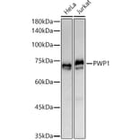Western Blot - Anti-PWP1 Antibody [ARC3017] (A309452) - Antibodies.com