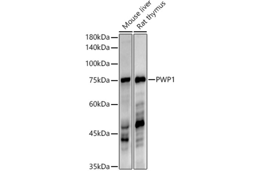 Western Blot - Anti-PWP1 Antibody [ARC3017] (A309452) - Antibodies.com