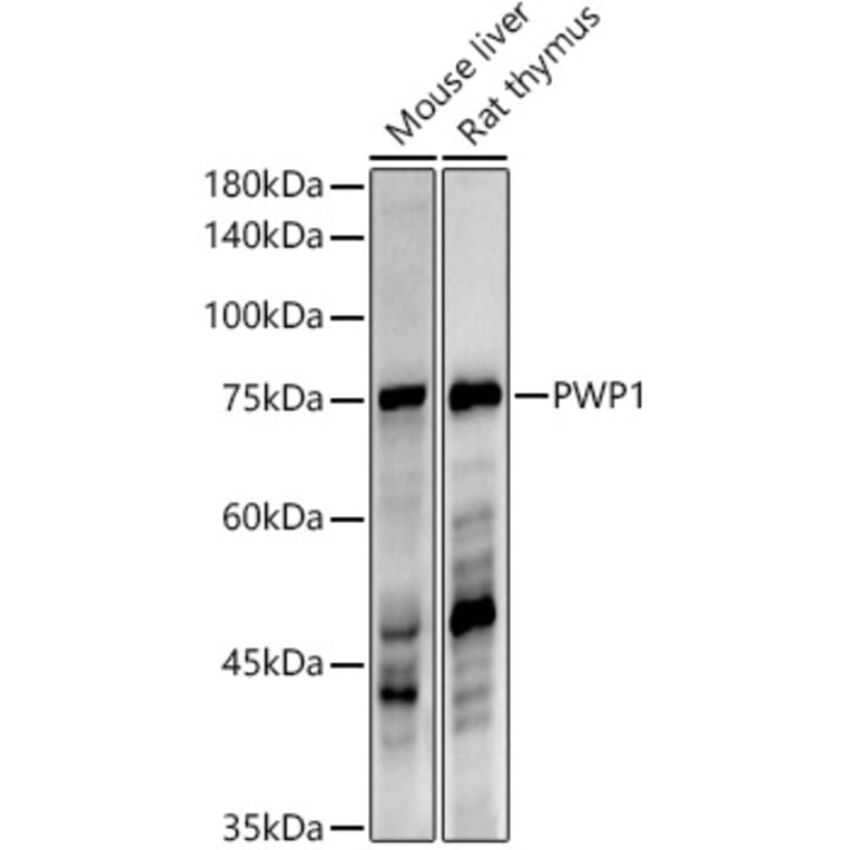 Western Blot - Anti-PWP1 Antibody [ARC3017] (A309452) - Antibodies.com