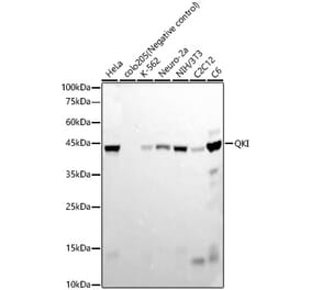 Western Blot - Anti-QKI Antibody [ARC57310] (A309453) - Antibodies.com