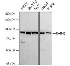 Western Blot - Anti-RAB45 Antibody (A309455) - Antibodies.com