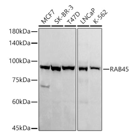 Western Blot - Anti-RAB45 Antibody [ARC3022] (A309455) - Antibodies.com