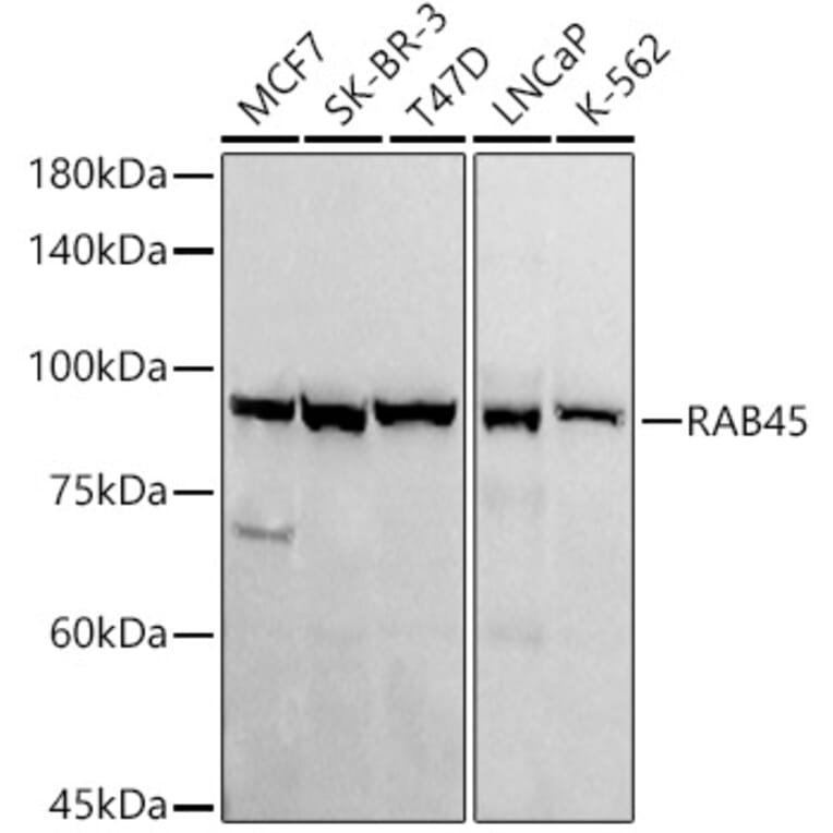 Western Blot - Anti-RAB45 Antibody [ARC3022] (A309455) - Antibodies.com