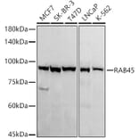 Western Blot - Anti-RAB45 Antibody [ARC3022] (A309455) - Antibodies.com