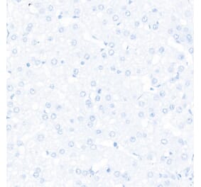 Immunohistochemistry - Anti-Sall4 Antibody [ARC57452] (A309463) - Antibodies.com
