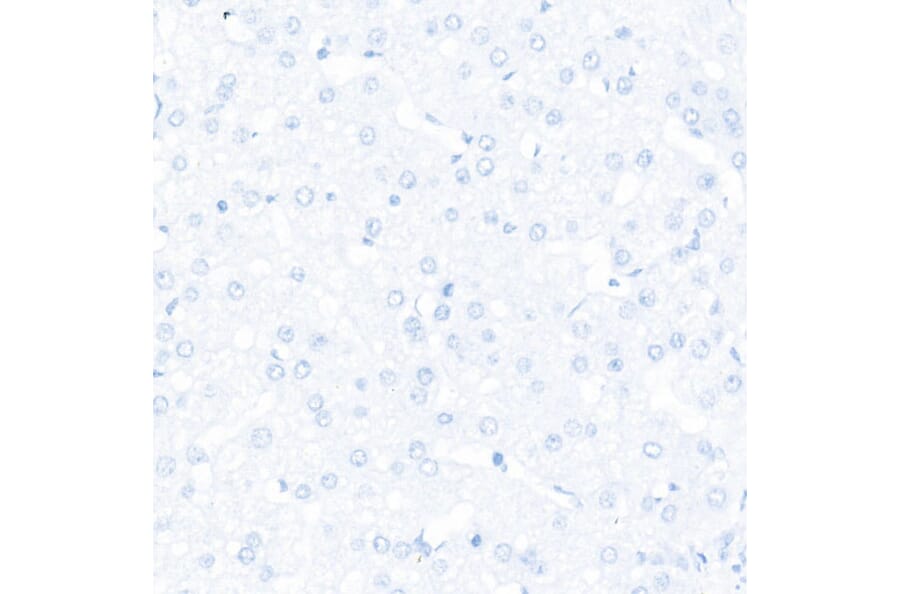Immunohistochemistry - Anti-Sall4 Antibody [ARC57452] (A309463) - Antibodies.com