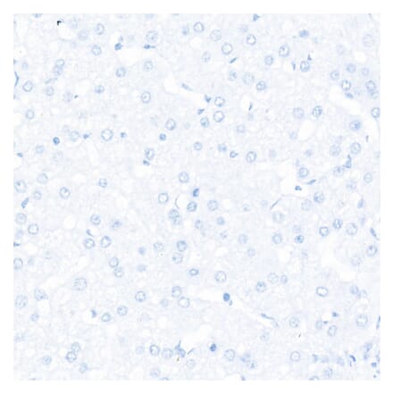 Immunohistochemistry - Anti-Sall4 Antibody [ARC57452] (A309463) - Antibodies.com