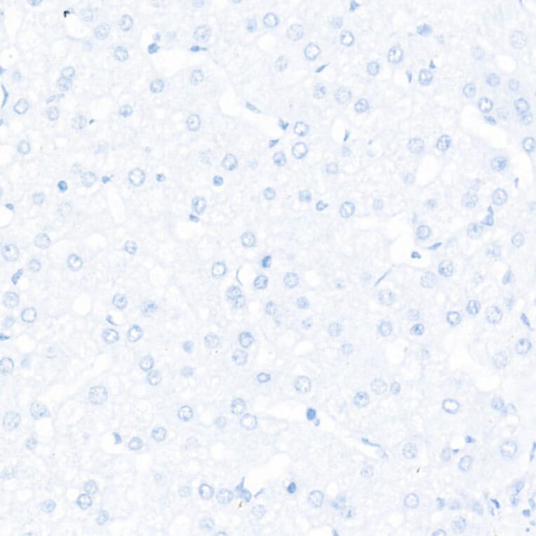 Immunohistochemistry - Anti-Sall4 Antibody [ARC57452] (A309463) - Antibodies.com