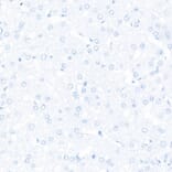 Immunohistochemistry - Anti-Sall4 Antibody [ARC57452] (A309463) - Antibodies.com