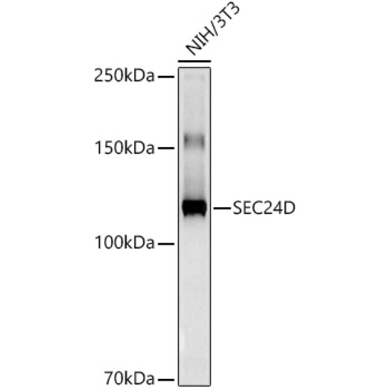 Western Blot - Anti-SEC24D Antibody [ARC3016] (A309466) - Antibodies.com