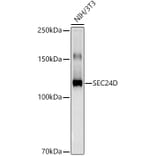 Western Blot - Anti-SEC24D Antibody [ARC3016] (A309466) - Antibodies.com