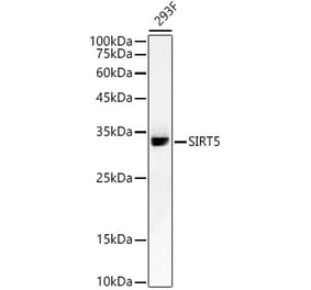 Western Blot - Anti-SIRT5 Antibody [ARC59763] (A309471) - Antibodies.com