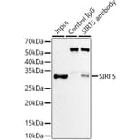 Western Blot - Anti-SIRT5 Antibody [ARC59763] (A309471) - Antibodies.com
