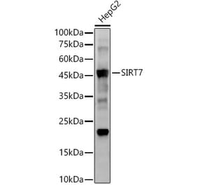 Western Blot - Anti-SIRT7 Antibody [ARC56567] (A309472) - Antibodies.com