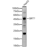 Western Blot - Anti-SIRT7 Antibody [ARC56567] (A309472) - Antibodies.com