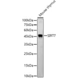 Western Blot - Anti-SIRT7 Antibody [ARC56567] (A309472) - Antibodies.com