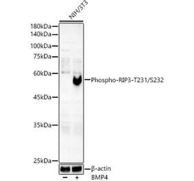 Western Blot - Anti-SMAD5 (phospho Ser465) Antibody [ARC59204] (A309476) - Antibodies.com
