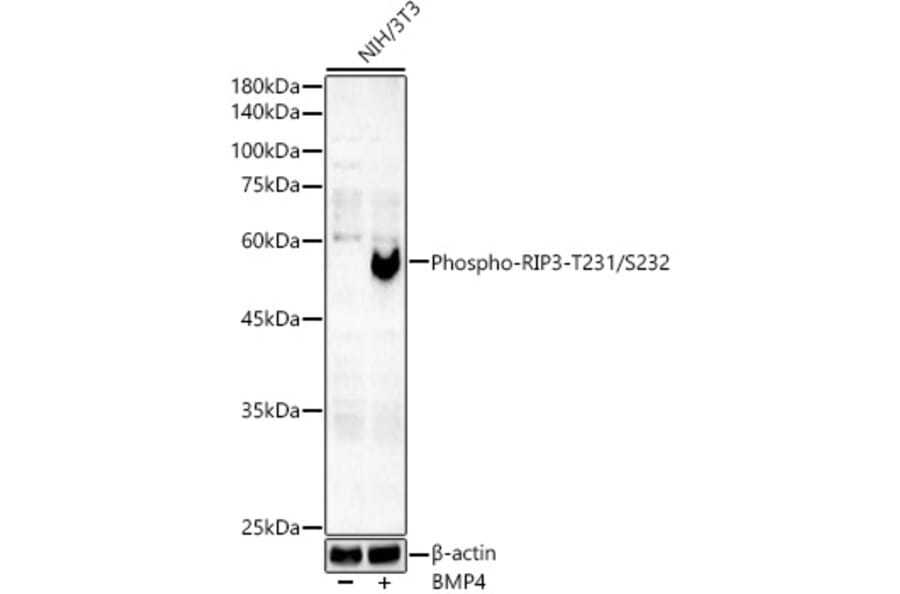 Western Blot - Anti-SMAD5 (phospho Ser465) Antibody [ARC59204] (A309476) - Antibodies.com