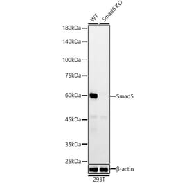 Western Blot - Anti-SMAD5 Antibody [ARC55344] (A309477) - Antibodies.com