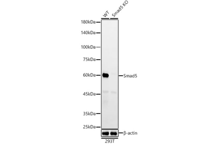 Western Blot - Anti-SMAD5 Antibody [ARC55344] (A309477) - Antibodies.com