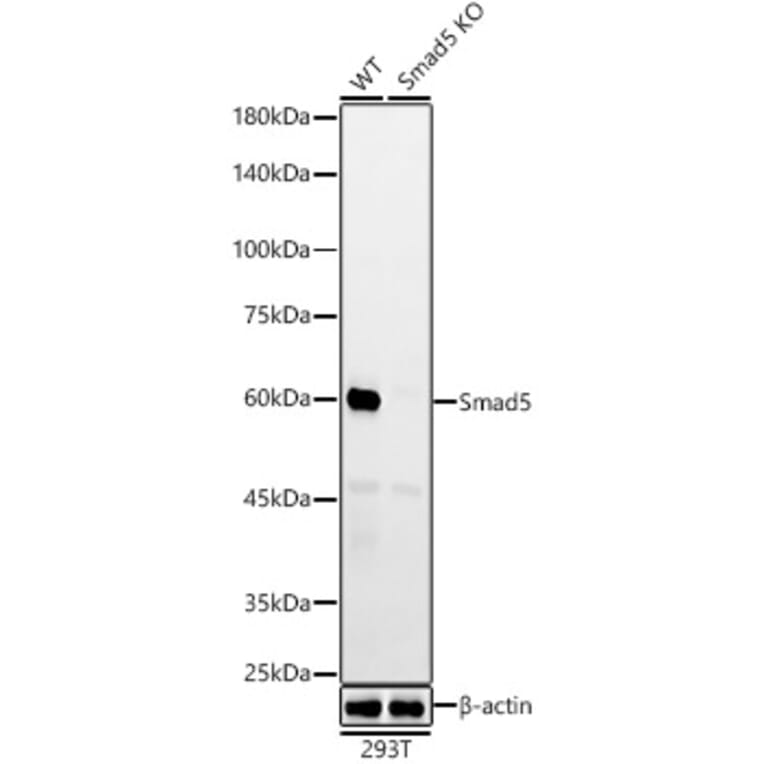 Western Blot - Anti-SMAD5 Antibody [ARC55344] (A309477) - Antibodies.com