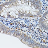 Immunohistochemistry - Anti-STING Antibody (A309483) - Antibodies.com