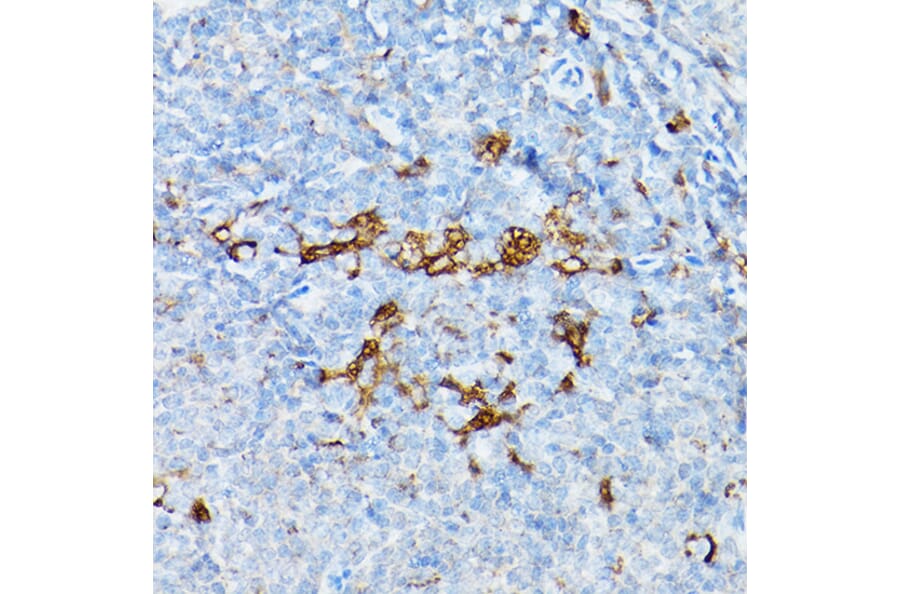 Immunohistochemistry - Anti-STING Antibody (A309483) - Antibodies.com