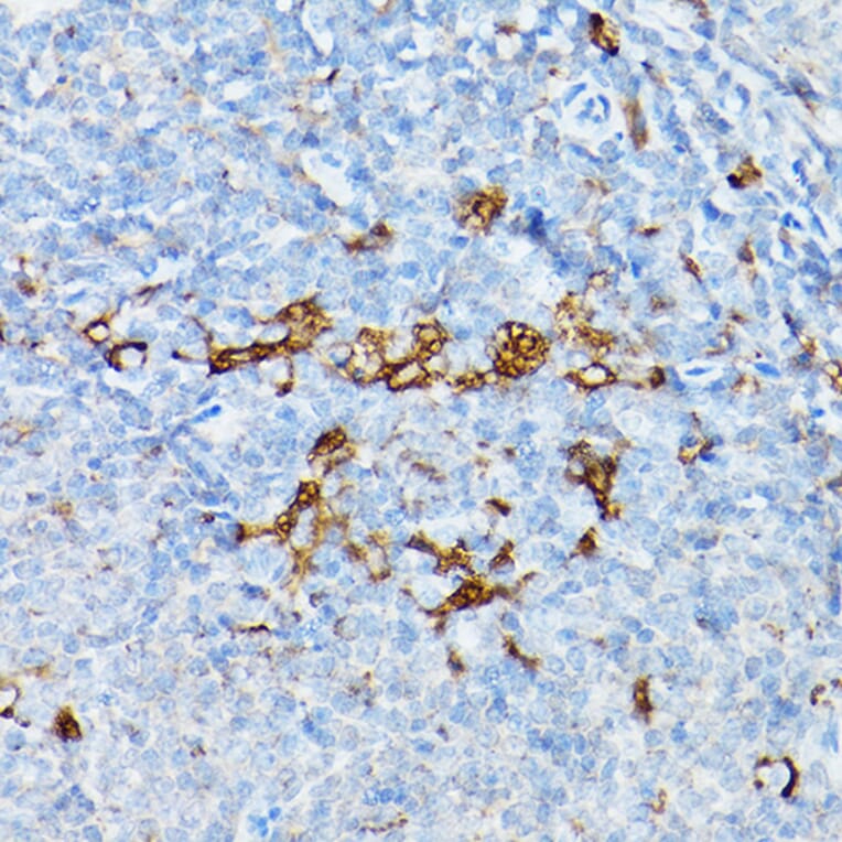 Immunohistochemistry - Anti-STING Antibody (A309483) - Antibodies.com