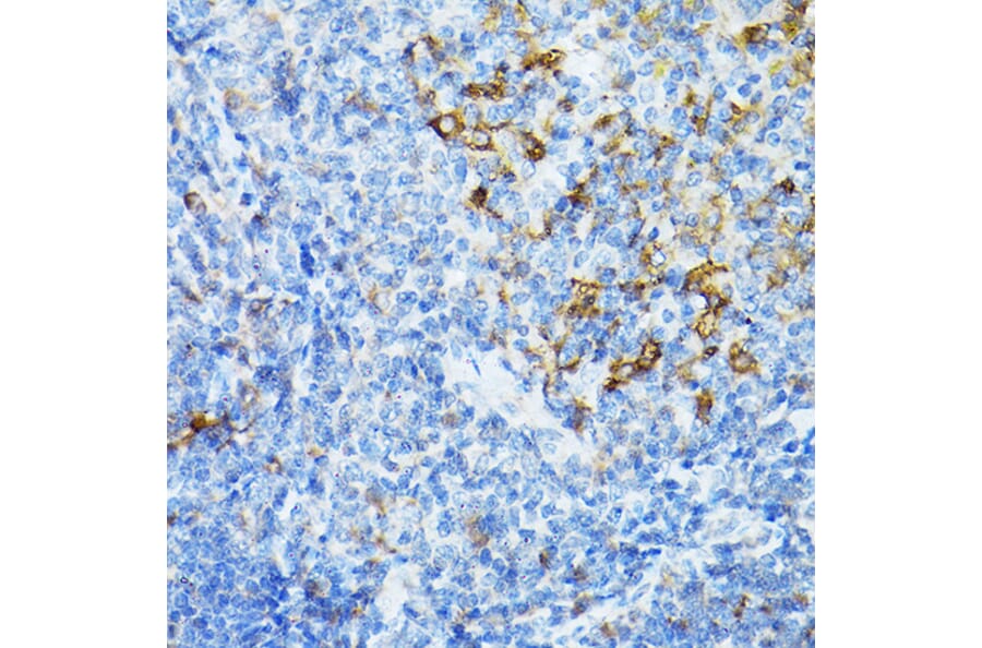 Immunohistochemistry - Anti-STING Antibody (A309483) - Antibodies.com