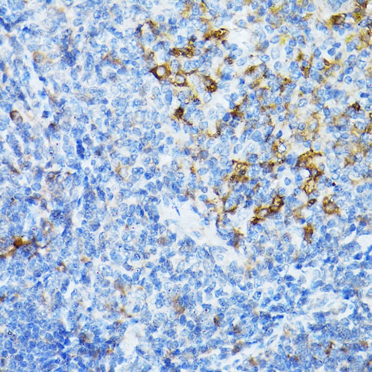 Immunohistochemistry - Anti-STING Antibody (A309483) - Antibodies.com