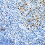 Immunohistochemistry - Anti-STING Antibody (A309483) - Antibodies.com