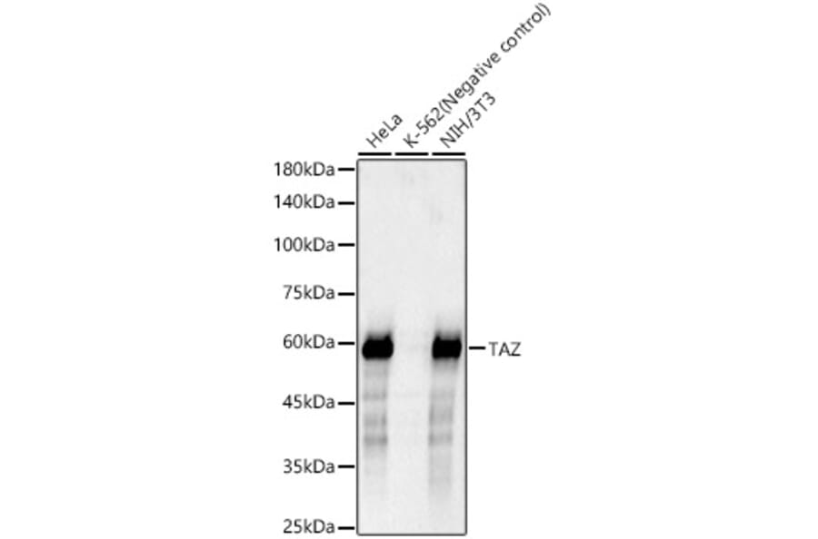 Western Blot - Anti-TAZ Antibody [ARC57803] (A309490) - Antibodies.com