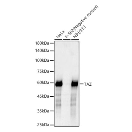 Western Blot - Anti-TAZ Antibody [ARC57803] (A309490) - Antibodies.com