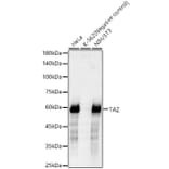 Western Blot - Anti-TAZ Antibody [ARC57803] (A309490) - Antibodies.com